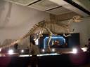 全長約8m 大型肉食恐竜のヤンチュアノサウルス