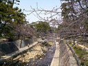 開花直前の夙川公園