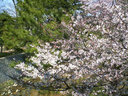 夙川駅のホームから5分～6分咲きの桜を望む