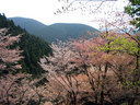 山桜と新緑が織り成す奥千本の絶景