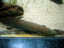 希少なオーストラリアの肺魚、ネオセラトドゥス