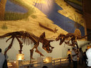 ティラノサウルスvsトリケラトプス