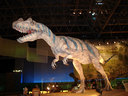 ケラトサウルスの模型