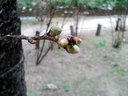 膨らんできた夙川の桜のつぼみ