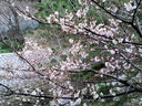 夙川駅のホームから望む桜