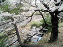 夙川駅ホームから望む桜