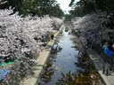 ほぼ満開の夙川公園