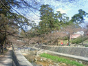 夙川の桜並木