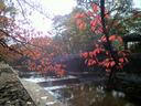 紅葉の夙川