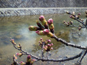 夙川の桜の蕾