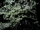 夙川の夜桜