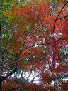 山王公園の紅葉を見上げる