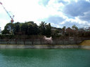 ニテコ池畔にも1本だけ咲き乱れる不思議な桜の木が