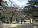 苦楽園口橋少し南の夙川公園