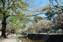 桜の盛りを過ぎた夙川