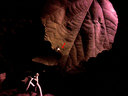 赤い光の下、携帯電話付属カメラで撮った葉の上のホタル