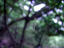 シャクガの幼虫...っぽいんだがよく分からない小虫が糸からぶら下がっている