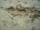 イノシシが掘り返した跡と足跡