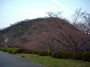 甲山を背負う未開の桜