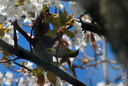 昼、うちの山桜にメジロがやってきた