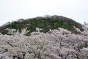 甲山を背負う満開の桜