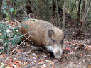 甲山森林公園のイノシシ