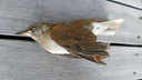デッキテラスで死んでいた鳥