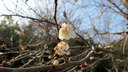 「二度桜」という桜が咲いていた