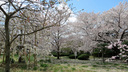 各種の桜が植えられている越水浄水場