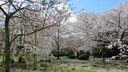 各種の桜が植えられている越水浄水場