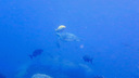 遠くに見えたアオウミガメ