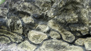 安山岩の枕状溶岩