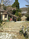 茶店横の桜がほぼ満開