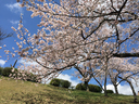 絶好の花見日和