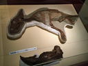 カスモサウルスの幼体