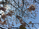 これだけ咲いている桜も