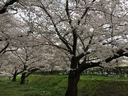 越水浄水場の桜は満開