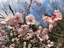 北山公園の梅林がまさに見頃だった