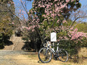 神呪寺前の桜