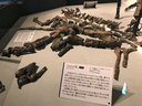 日本の恐竜史に燦然と輝くむかわ竜の化石