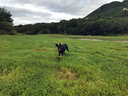 河畔の草原を駆け回る　大自然のスケールがデカい