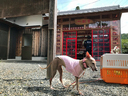 お寺の看板犬