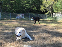 犬とも遊んできた