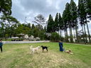 居合わせた常連さんの犬も一緒に