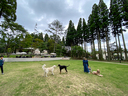 居合わせた常連さんの犬も一緒に