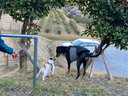 看板犬のポーシャと初めまして