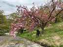 八重桜が盛り