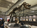 ティラノサウルス研究の出発点とも言えるAMNH5027
