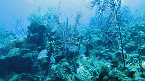 珊瑚礁と魚