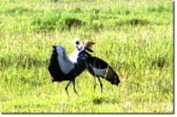 求愛のダンスを舞うカンムリヅル